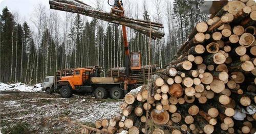 根据最新法律规定,木材采伐者必须出示每批未经深加工木材的备案
