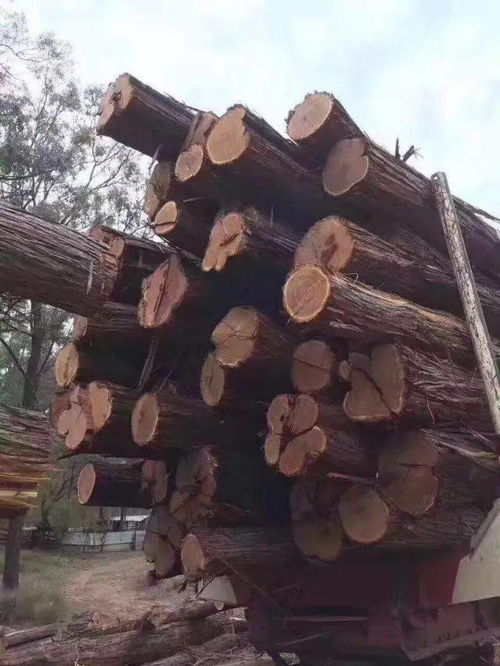 识木 澳洲酸枝 是什么木头 属于红木吗